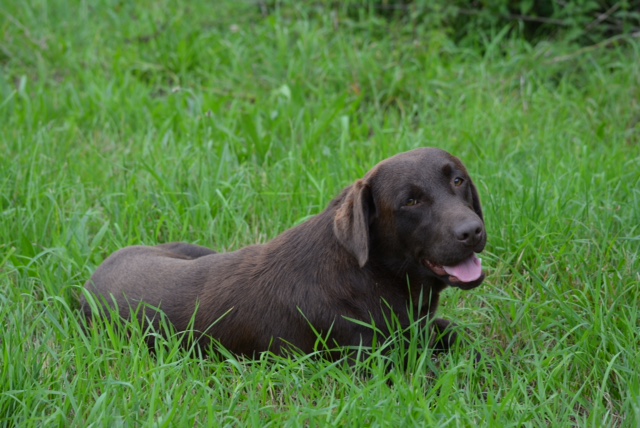 Pippa